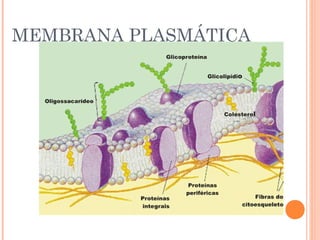 MEMBRANA PLASMÁTICA
 