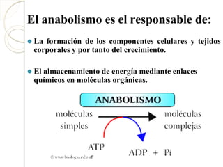 El anabolismo es el responsable de:
⚫ La formación de los componentes celulares y tejidos
corporales y por tanto del crecimiento.
⚫ El almacenamiento de energía mediante enlaces
químicos en moléculas orgánicas.
 