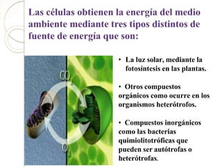 • La luz solar, mediante la
fotosíntesis en las plantas.
• Otros compuestos
orgánicos como ocurre en los
organismos heterótrofos.
• Compuestos inorgánicos
como las bacterias
quimiolitotróficas que
pueden ser autótrofas o
heterótrofas.
 