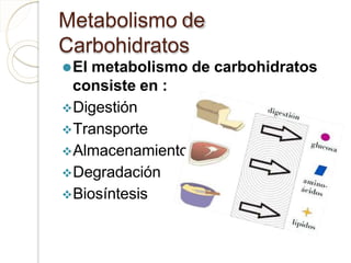Metabolismo de
Carbohidratos
⚫El metabolismo de carbohidratos
consiste en :
Digestión
Transporte
Almacenamiento
Degradación
Biosíntesis
 