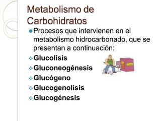 Metabolismo de
Carbohidratos
⚫Procesos que intervienen en el
metabolismo hidrocarbonado, que se
presentan a continuación:
Glucolisis
Gluconeogénesis
Glucógeno
Glucogenolisis
Glucogénesis
 