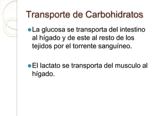 Transporte de Carbohidratos
⚫La glucosa se transporta del intestino
al hígado y de este al resto de los
tejidos por el torrente sanguíneo.
⚫El lactato se transporta del musculo al
hígado.
 