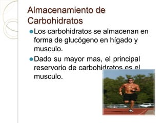 Almacenamiento de
Carbohidratos
⚫Los carbohidratos se almacenan en
forma de glucógeno en hígado y
musculo.
⚫Dado su mayor mas, el principal
reservorio de carbohidratos es el
musculo.
 