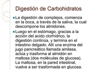 Digestión de Carbohidratos
⚫La digestión de complejos, comienza
en la boca, a través de la saliva, la cual
descompone los almidones.
⚫Luego en el estómago, gracias a la
acción del acido clorhídrico, la
digestión continúa, y termina en el
intestino delgado. Allí una enzima del
jugo pancreático llamada amilasa,
actúa y trasforma al almidón en
maltosa (dos moléculas de glucosa).
La maltosa, en la pared intestinal,
vuelve a ser trasformada en glucosa.
 