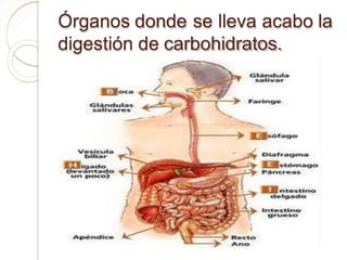 Órganos donde se lleva acabo la
digestión de carbohidratos.
 