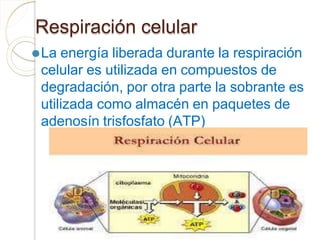 Respiración celular
⚫La energía liberada durante la respiración
celular es utilizada en compuestos de
degradación, por otra parte la sobrante es
utilizada como almacén en paquetes de
adenosín trisfosfato (ATP)
 