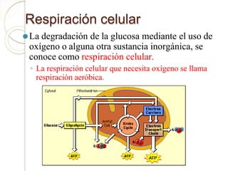 Respiración celular
⚫La degradación de la glucosa mediante el uso de
oxígeno o alguna otra sustancia inorgánica, se
conoce como respiración celular.
◦ La respiración celular que necesita oxígeno se llama
respiración aeróbica.
 
