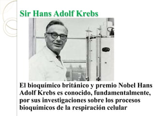 Sir Hans Adolf Krebs
El bioquímico británico y premio Nobel Hans
Adolf Krebs es conocido, fundamentalmente,
por sus investigaciones sobre los procesos
bioquímicos de la respiración celular
 