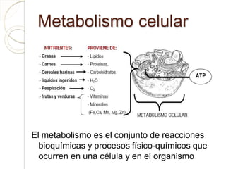 Metabolismo celular
El metabolismo es el conjunto de reacciones
bioquímicas y procesos físico-químicos que
ocurren en una célula y en el organismo
 