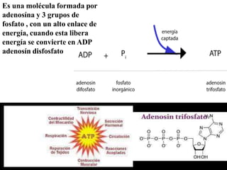 Es una molécula formada por
adenosína y 3 grupos de
fosfato , con un alto enlace de
energía, cuando esta libera
energía se convierte en ADP
adenosín disfosfato
 