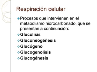 Respiración celular
⚫Procesos que intervienen en el
metabolismo hidrocarbonado, que se
presentan a continuación:
Glucolisis
Gluconeogénesis
Glucógeno
Glucogenolisis
Glucogénesis
 