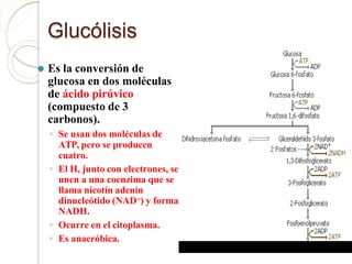 Glucólisis
⚫ Es la conversión de
glucosa en dos moléculas
de ácido pirúvico
(compuesto de 3
carbonos).
◦ Se usan dos moléculas de
ATP, pero se producen
cuatro.
◦ El H, junto con electrones, se
unen a una coenzima que se
llama nicotín adenín
dinucleótido (NAD+) y forma
NADH.
◦ Ocurre en el citoplasma.
◦ Es anaeróbica.
 