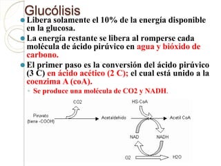 Glucólisis
⚫ Libera solamente el 10% de la energía disponible
en la glucosa.
⚫La energía restante se libera al romperse cada
molécula de ácido pirúvico en agua y bióxido de
carbono.
⚫El primer paso es la conversión del ácido pirúvico
(3 C) en ácido acético (2 C); el cual está unido a la
coenzima A (coA).
◦ Se produce una molécula de CO2 y NADH.
 