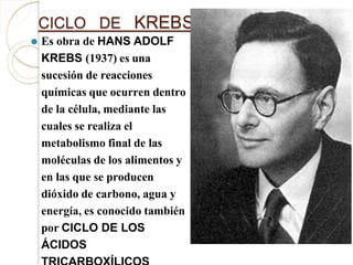 CICLO DE KREBS
⚫ Es obra de HANS ADOLF
KREBS (1937) es una
sucesión de reacciones
químicas que ocurren dentro
de la célula, mediante las
cuales se realiza el
metabolismo final de las
moléculas de los alimentos y
en las que se producen
dióxido de carbono, agua y
energía, es conocido también
por CICLO DE LOS
ÁCIDOS
 