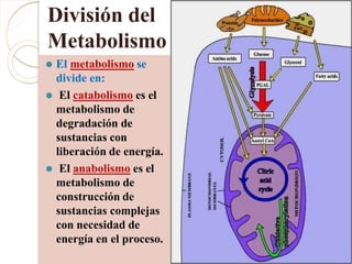 ⚫ El metabolismo se
divide en:
⚫ El catabolismo es el
metabolismo de
degradación de
sustancias con
liberación de energía.
⚫ El anabolismo es el
metabolismo de
construcción de
sustancias complejas
con necesidad de
energía en el proceso.
División del
Metabolismo
 