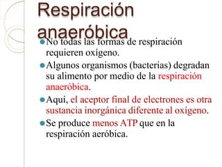 Respiración
anaeróbica
⚫No todas las formas de respiración
requieren oxígeno.
⚫Algunos organismos (bacterias) degradan
su alimento por medio de la respiración
anaeróbica.
⚫Aquí, el aceptor final de electrones es otra
sustancia inorgánica diferente al oxígeno.
⚫Se produce menos ATP que en la
respiración aeróbica.
 