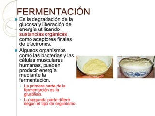 FERMENTACIÓN
⚫ Es la degradación de la
glucosa y liberación de
energía utilizando
sustancias orgánicas
como aceptores finales
de electrones.
⚫ Algunos organismos
como las bacterias y las
células musculares
humanas, pueden
producir energía
mediante la
fermentación.
◦ La primera parte de la
fermentación es la
glucólisis.
◦ La segunda parte difiere
según el tipo de organismo.
 
