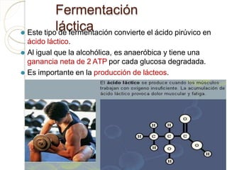 Fermentación
láctica
⚫ Este tipo de fermentación convierte el ácido pirúvico en
ácido láctico.
⚫ Al igual que la alcohólica, es anaeróbica y tiene una
ganancia neta de 2 ATP por cada glucosa degradada.
⚫ Es importante en la producción de lácteos.
 