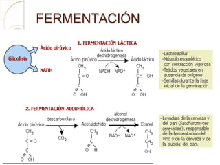 FERMENTACIÓN
 