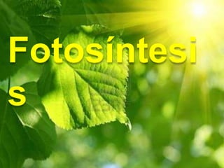 Fotosíntesi
s
 