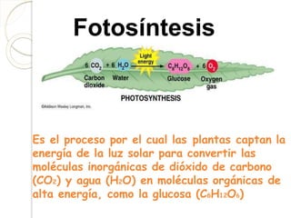 Fotosíntesis
Es el proceso por el cual las plantas captan la
energía de la luz solar para convertir las
moléculas inorgánicas de dióxido de carbono
(CO2) y agua (H2O) en moléculas orgánicas de
alta energía, como la glucosa (C6H12O6)
 