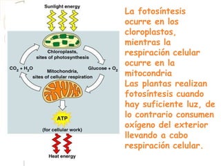 La fotosíntesis
ocurre en los
cloroplastos,
mientras la
respiración celular
ocurre en la
mitocondria
Las plantas realizan
fotosíntesis cuando
hay suficiente luz, de
lo contrario consumen
oxígeno del exterior
llevando a cabo
respiración celular.
 