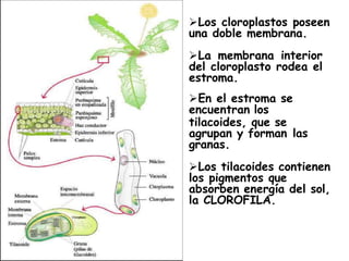 Los cloroplastos poseen
una doble membrana.
La membrana interior
del cloroplasto rodea el
estroma.
En el estroma se
encuentran los
tilacoides, que se
agrupan y forman las
granas.
Los tilacoides contienen
los pigmentos que
absorben energía del sol,
la CLOROFILA.
 