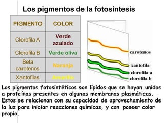 Los pigmentos de la fotosíntesis
PIGMENTO COLOR
Clorofila A
Verde
azulado
Clorofila B Verde oliva
Beta
carotenos
Naranja
Xantofilas Amarillo
Los pigmentos fotosintéticos son lípidos que se hayan unidos
a proteínas presentes en algunas membranas plasmáticas.
Estos se relacionan con su capacidad de aprovechamiento de
la luz para iniciar reacciones químicas, y con poseer color
propio.
 