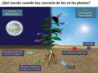 ¿Qué sucede cuando hay carencia de luz en las plantas?
 