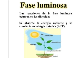 Fase luminosa
Las reacciones de la fase luminosa
ocurren en los tilacoides
Se absorbe la energía radiante y se
convierte en energía química (ATP).
 