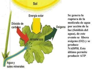Se genera la
ruptura de la
molécula de agua
por acción de la
luz (fotólisis del
agua), de este
evento se libera
oxígeno (O2) y se
produce
NADPH. Este
último permite
producir ATP
 