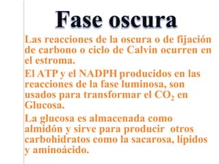 Fase oscura
Las reacciones de la oscura o de fijación
de carbono o ciclo de Calvin ocurren en
el estroma.
El ATP y el NADPH producidos en las
reacciones de la fase luminosa, son
usados para transformar el CO2 en
Glucosa.
La glucosa es almacenada como
almidón y sirve para producir otros
carbohidratos como la sacarosa, lípidos
y aminoácido.
 