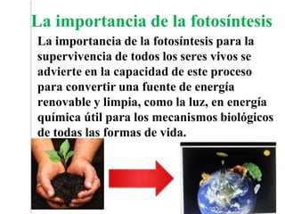 La importancia de la fotosíntesis para la
supervivencia de todos los seres vivos se
advierte en la capacidad de este proceso
para convertir una fuente de energía
renovable y limpia, como la luz, en energía
química útil para los mecanismos biológicos
de todas las formas de vida.
La importancia de la fotosíntesis
 