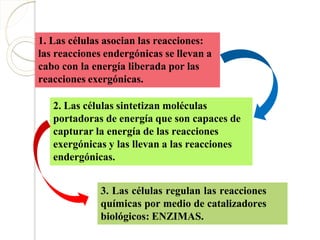 1. Las células asocian las reacciones:
las reacciones endergónicas se llevan a
cabo con la energía liberada por las
reacciones exergónicas.
2. Las células sintetizan moléculas
portadoras de energía que son capaces de
capturar la energía de las reacciones
exergónicas y las llevan a las reacciones
endergónicas.
3. Las células regulan las reacciones
químicas por medio de catalizadores
biológicos: ENZIMAS.
 