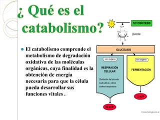 ⚫ El catabolismo comprende el
metabolismo de degradación
oxidativa de las moléculas
orgánicas, cuya finalidad es la
obtención de energía
necesaria para que la célula
pueda desarrollar sus
funciones vitales .
 