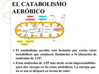 ⚫ El catabolismo aerobio está formado por varias rutas
metabólicas que conducen finalmente a la obtención de
moléculas de ATP.
⚫ Estas moléculas de ATP más tarde serán imprescindibles
para dar energía en las rutas anabólicas. La energía que
no se usa se disipará en forma de calor.
EL CATABOLISMO
AERÓBICO
 