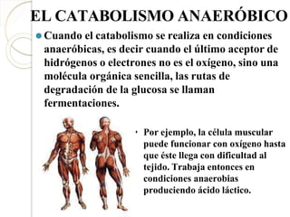 EL CATABOLISMO ANAERÓBICO
⚫Cuando el catabolismo se realiza en condiciones
anaeróbicas, es decir cuando el último aceptor de
hidrógenos o electrones no es el oxígeno, sino una
molécula orgánica sencilla, las rutas de
degradación de la glucosa se llaman
fermentaciones.
• Por ejemplo, la célula muscular
puede funcionar con oxígeno hasta
que éste llega con dificultad al
tejido. Trabaja entonces en
condiciones anaerobias
produciendo ácido láctico.
 