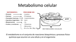 Metabolismo celular  ,[object Object]