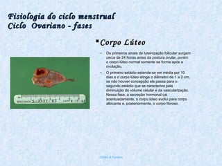 Fisiologia do ciclo menstrual Ciclo  Ovariano - fases Corpo Lúteo Os primeiros sinais de luteinização folicular surgem cerca de 24 horas antes da postura ovular, porém o corpo lúteo normal somente se forma após a ovulação;  O primeiro estádio estende-se em média por 10 dias e o corpo lúteo atinge o diâmetro de 1 a 2 cm, se não houver concepção ele passa para o segundo estádio que se caracteriza pela diminuição do volume celular e da vascularização. Nessa fase, a secreção hormonal cai acentuadamente, o corpo lúteo evolui para corpo albicante e, posteriormente, o corpo fibroso. Chirlei A Ferreira 