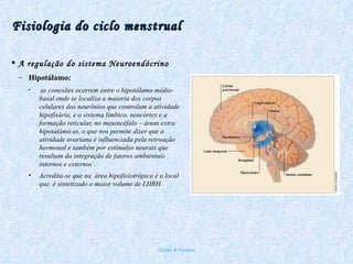 Fisiologia do ciclo menstrual A regulação do sistema Neuroendócrino Hipotálamo: as conexões ocorrem entre o hipotálamo médio-basal onde se localiza a maioria dos corpos celulares dos neurônios que controlam a atividade hipofisária, e o sistema límbico, neocórtex e a formação reticular, no mesencéfalo – áreas extra hipotalámicas, o que nos permite dizer que a atividade ovariana é influenciada pela retroação hormonal e também por estímulos neurais que resultam da integração de fatores ambientais internos e externos`. Acredita-se que na  área hipofisiotrópica é o local que  é sintetizado o maior volume de LHRH. Chirlei A Ferreira 