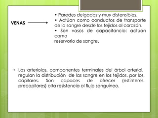 VENAS

• Paredes delgadas y muy distensibles.
• Actúan como conductos de transporte
de la sangre desde los tejidos al corazón.
• Son vasos de capacitancia: actúan
como
reservorio de sangre.

• Las arteriolas, componentes terminales del árbol arterial,
regulan la distribución de las sangre en los tejidos, por los
capilares.
Son
capaces
de
ofrecer
(esfínteres
precapilares) alta resistencia al flujo sanguíneo.

 