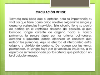 CIRCULACIÓN MENOR

Trayecto más corto que el anterior, pero su importancia es
vital, ya que tiene como único objetivo oxigenar la sangre y
desechar sustancias inservibles. Este circuito tiene su punto
de partida en el ventrículo derecho del corazón, el que
bombea sangre carente de oxígeno hacia el tronco
pulmonar; la sangre sigue por las arterias pulmonares
derecha e izquierda, donde alcanzan los capilares que
rodean los pulmones. Aquí se efectúa el intercambio entre
oxígeno y dióxido de carbono. De regreso por las venas
pulmonares, la sangre fluye por el ventrículo izquierdo, a la
espera de ser transportada por las arterias que participan en
la circulación mayor.

 