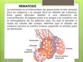 HEMATOSIS
La hematosis es el intercambio de gases entre el aire alveolar
(rico en oxígeno) y la sangre (rica en dióxido de carbono).
Estos gases difunden debido a una diferencia de
concentración. El oxígeno pasa a la sangre y se combina con
la hemoglobina de los glóbulos rojos, los que lo llevarán a
todas las células del cuerpo. Mientras que el dióxido de
carbono recorre el camino inverso, pasando al alvéolo para
ser eliminado.

 