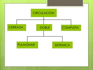 CIRCULACION

CERRADA

PULMONAR

DOBLE

COMPLETA

SISTEMICA

 