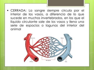  CERRADA: La sangre siempre circula por el
interior de los vasos, a diferencia de lo que
sucede en muchos invertebrados, en los que el
líquido circulante sale de los vasos y llena una
serie de espacios o lagunas del interior del
animal

 