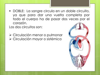  DOBLE: La sangre circula en un doble circuito,
ya que para dar una vuelta completa por
todo el cuerpo ha de pasar dos veces por el
corazón.
Los dos circuitos son:
 Circulación menor o pulmonar
 Circulación mayor o sistémica

 