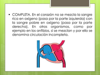  COMPLETA. En el corazón no se mezcla la sangre
rica en oxígeno (pasa por la parte izquierda) con
la sangre pobre en oxígeno (pasa por la parte
derecha). En otros organismos, como por
ejemplo en los anfibios, sí se mezclan y por ello se
denomina circulación incompleta.

 