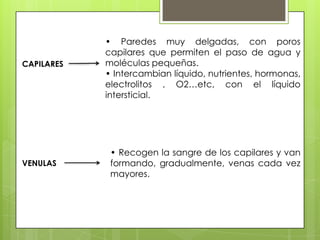 CAPILARES

VENULAS

• Paredes muy delgadas, con poros
capilares que permiten el paso de agua y
moléculas pequeñas.
• Intercambian líquido, nutrientes, hormonas,
electrolitos , O2…etc, con el líquido
intersticial.

• Recogen la sangre de los capilares y van
formando, gradualmente, venas cada vez
mayores.

 