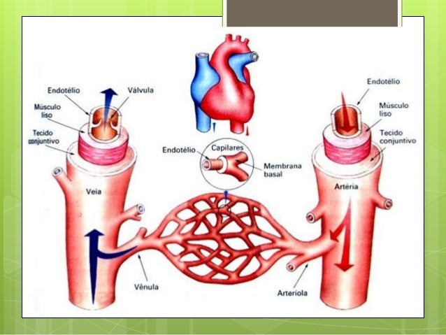 Circulacion mayor y menor