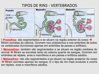 TIPOS DE RINS - VERTEBRADOS
 Pronefros: são segmentados e se situam na região anterior do corpo 
filtram excretas do celoma. Ocorrem nos ciclóstomos e nos embriões de todos
os vertebrados (funcionais apenas em embriões de peixes e anfíbios).
 Mesonefros: também são segmentados e se situam na região mediana do
animal  filtram as excretas tanto do celoma quanto do sangue. Ocorrem em
embriões de répteis, aves e mamíferos e em peixes e anfíbios adultos.
 Metanefros: não são segmentados e se situam na região posterior do corpo
 filtram excretas apenas do sangue. É o tipo de rim mais evoluído e ocorre
em répteis, aves e mamíferos adultos.
 